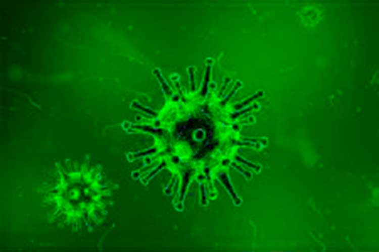 Nipah, el nuevo virus mortífero que preocupa a Asia