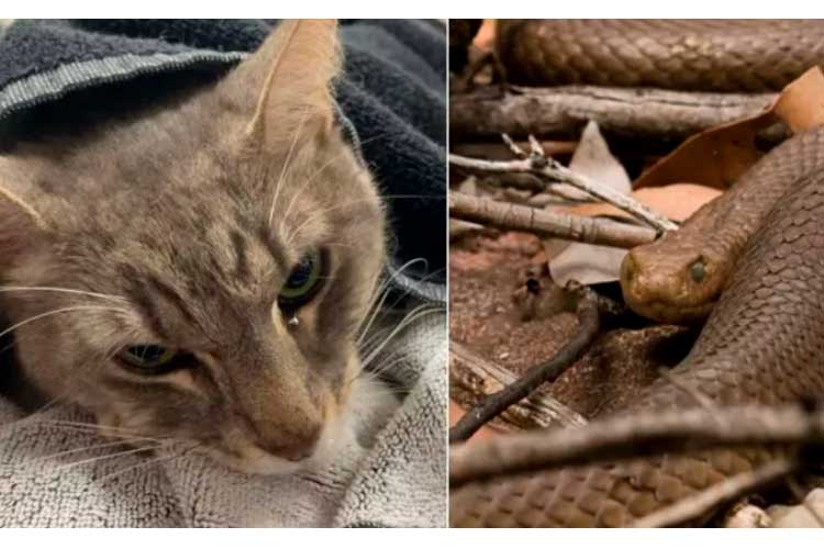 Gato murió por defender a 2 niños de una serpiente