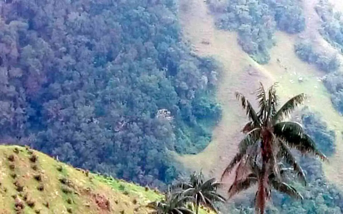 Nuevas denuncias de siembra de aguacate hass cerca a la palma de cera en Pijao