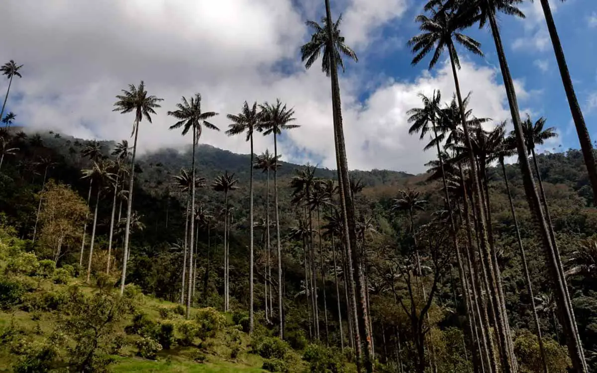 Retiraron más de 800 árboles de aguacate hass que impactaban la palma de cera en el Quindío