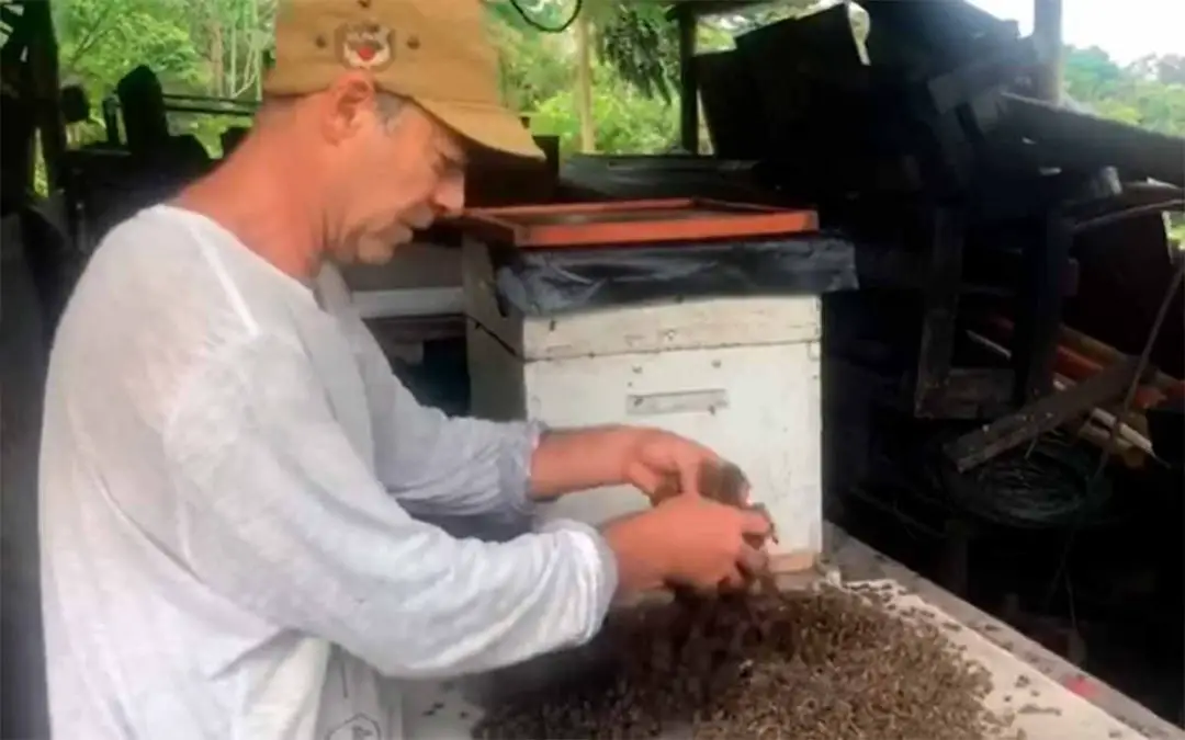 Video: sigue la mortandad de abejas en el Quindío