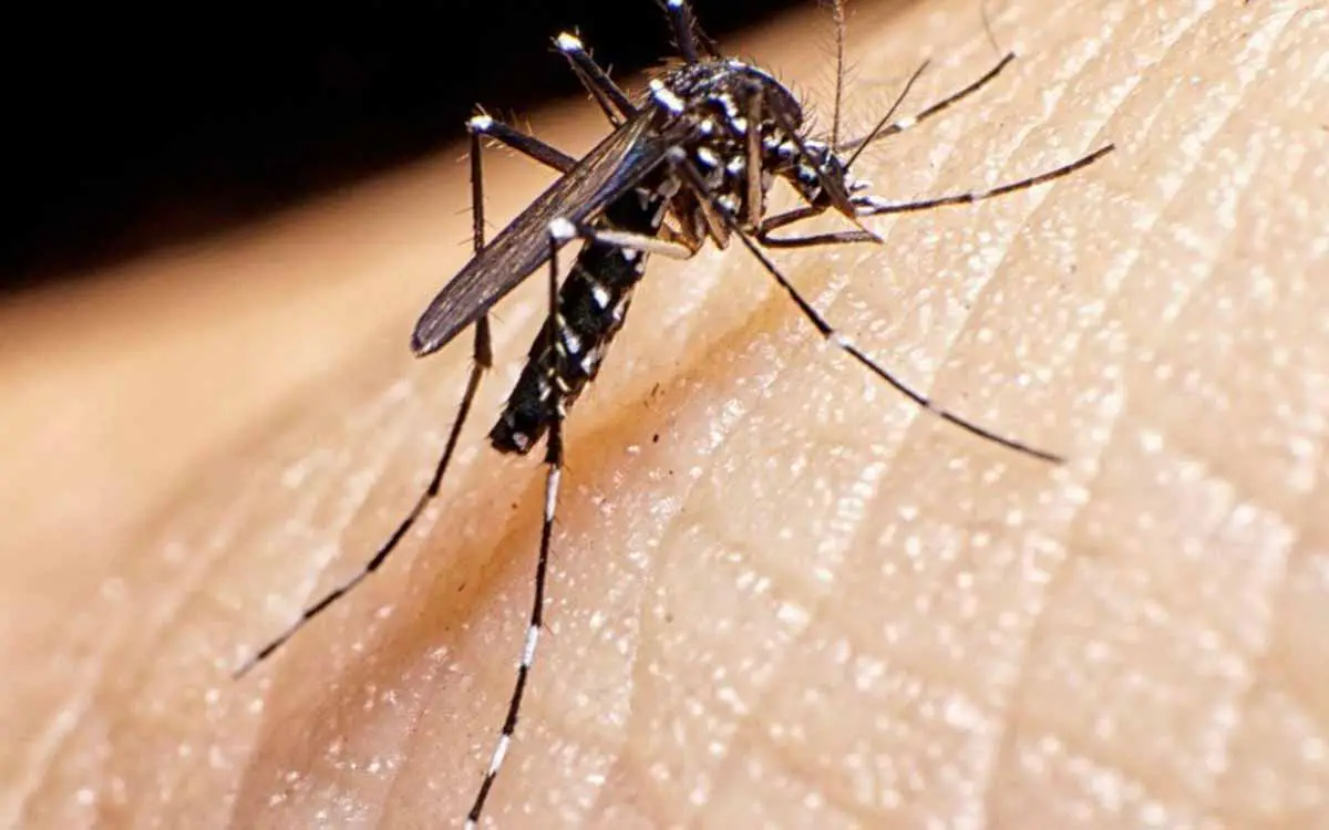Aumentó dengue Armenia casos