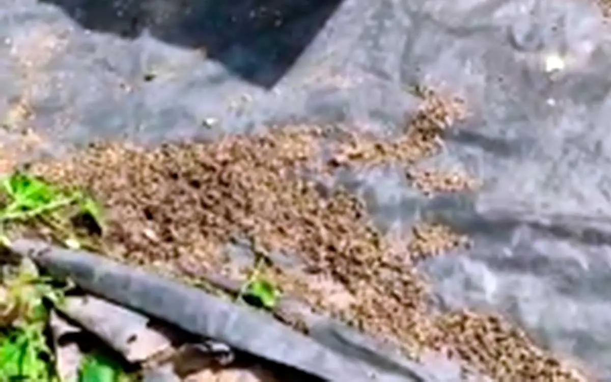 Envenenamiento de abejas no para en el Quindío. Denunciaron nueva mortandad en Quimbaya