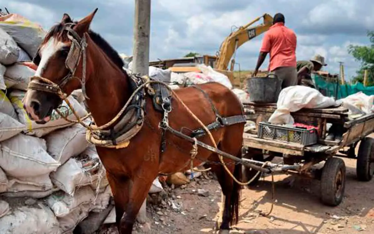Prohibieron vehículos de tracción animal en Colombia
