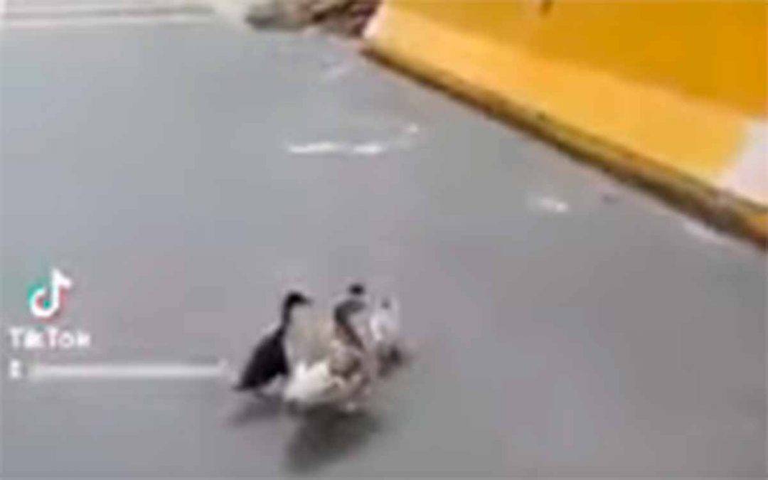 Camionero ayudando a cruzar familia de patos en La Línea se hace viral