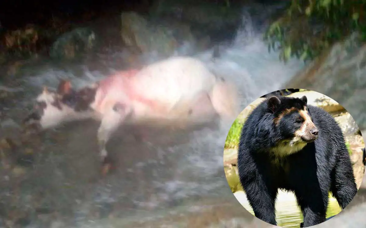 En Pijao culpan absurdamente a osos herbívoros de muerte de 60 reses