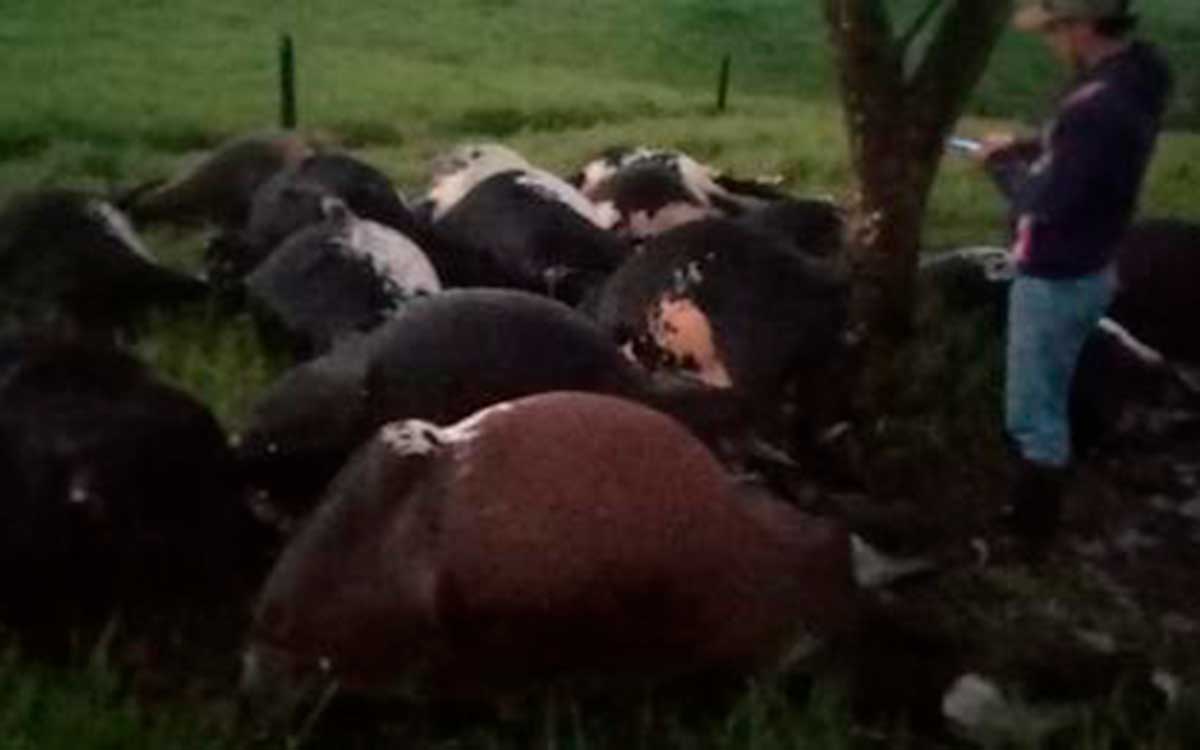 Un rayo mató 18 vacas en Montenegro