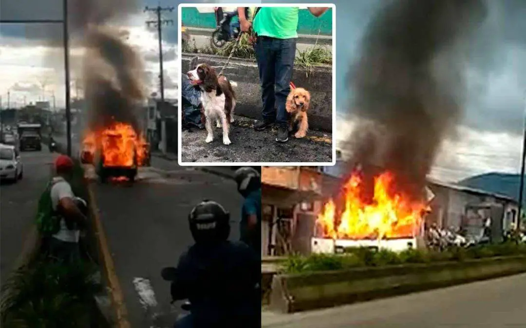 Vehículo incendiado en Armenia llevaba perritos de una guardería canina