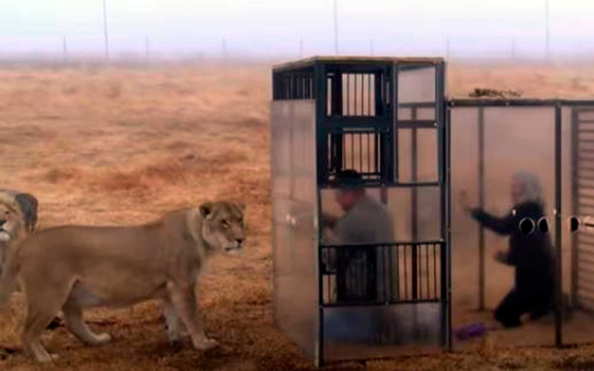 "Zoológico inverso", encierran a humanos para que los visiten leones