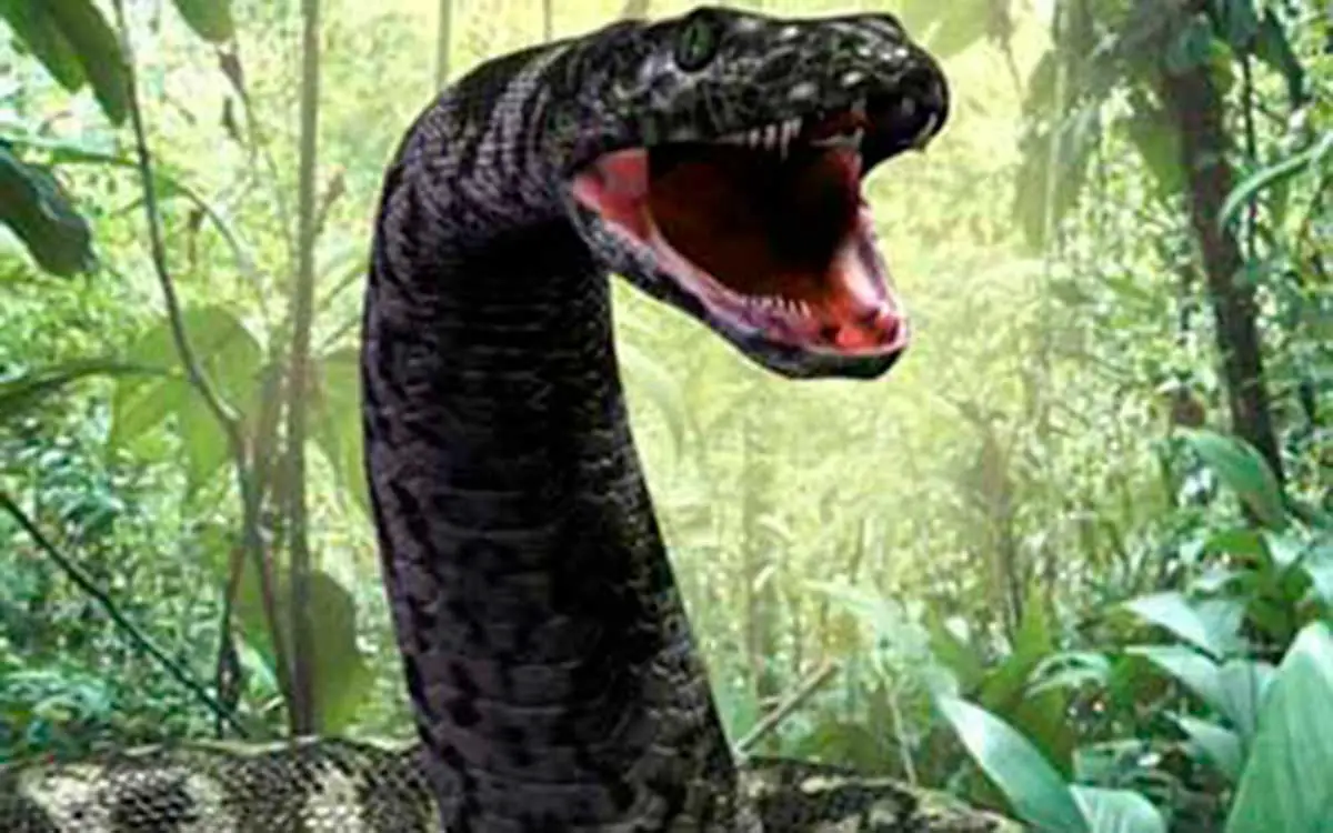 La serpiente más grande de la historia fue descubierta en Colombia