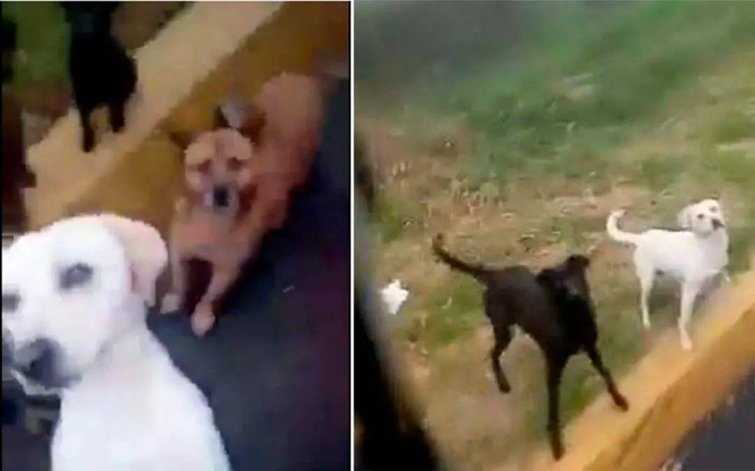 En video: Camionero alimenta perritos abandonados en La Línea y se hace viral