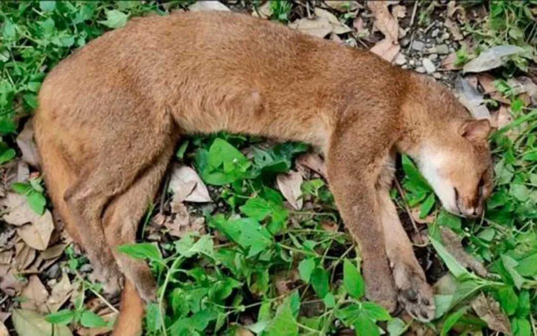 Puma yaguarundí murió arrollado por vehículo