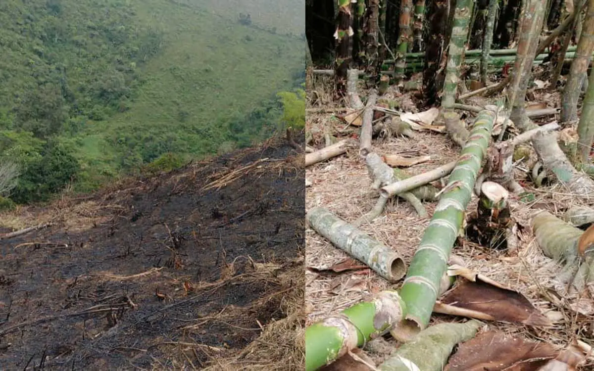 Suspendieron tala ilegal de árboles en Filandia y Circasia