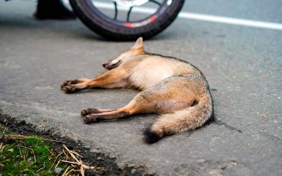 Lamentable: 6 zorros perrunos han muerto atropellados en vías de Quimbaya, Filandia y Armenia