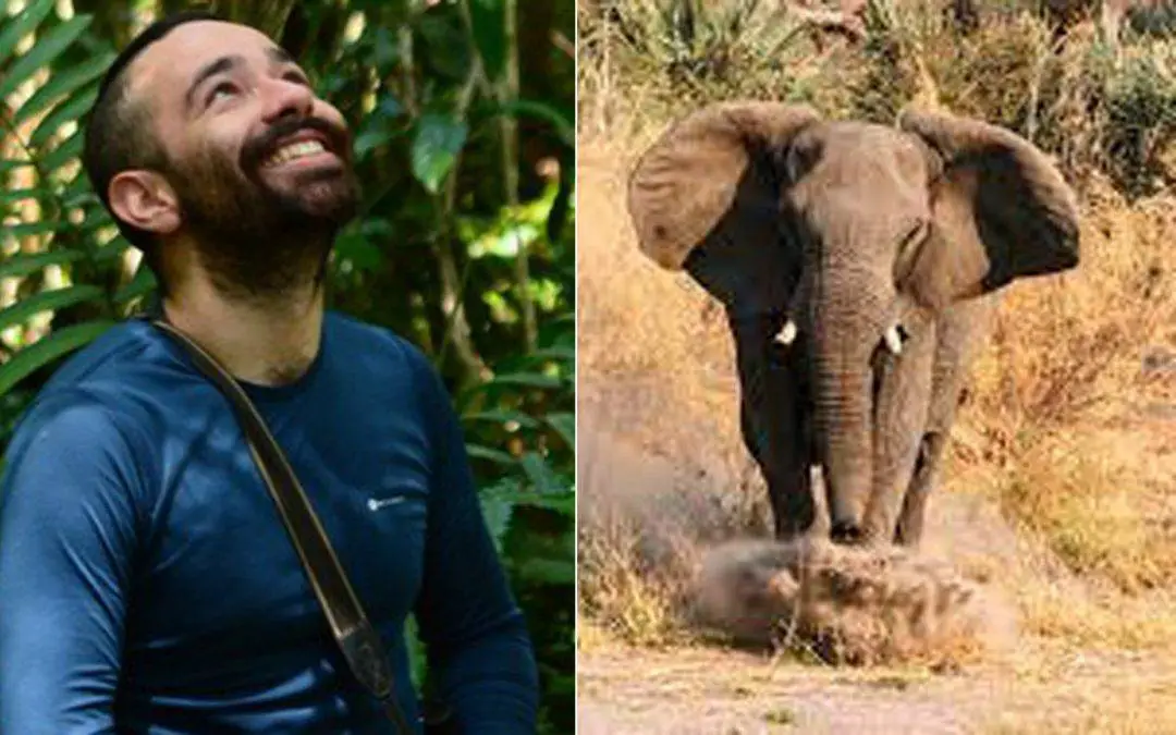 Elefante aplastó un investigador colombiano