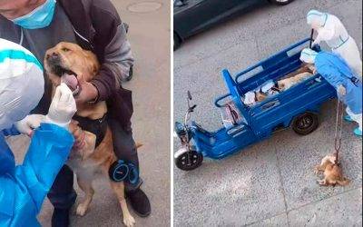 Están sacrificando mascotas de pacientes Covid en China