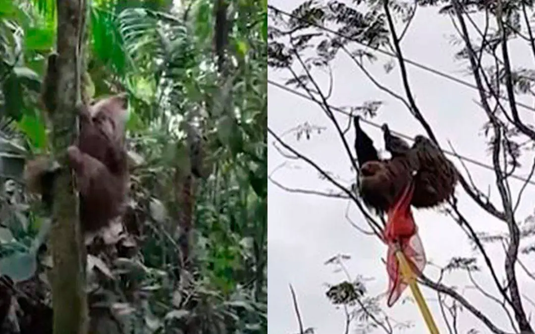 En video: rescataron oso perezoso en finca de Filandia