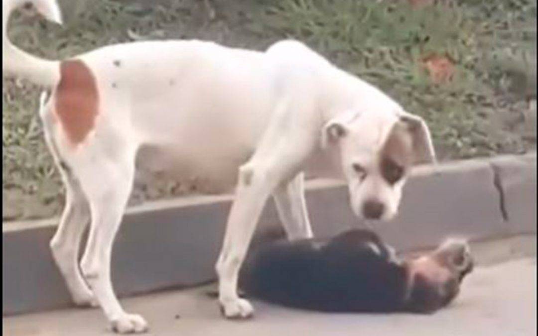 En video: Perrito intentó revivir a su amigo atropellado cuando estaban jugando