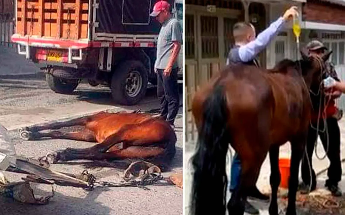 no hubo maltrato en caso de caballo denunciado en redes sociales