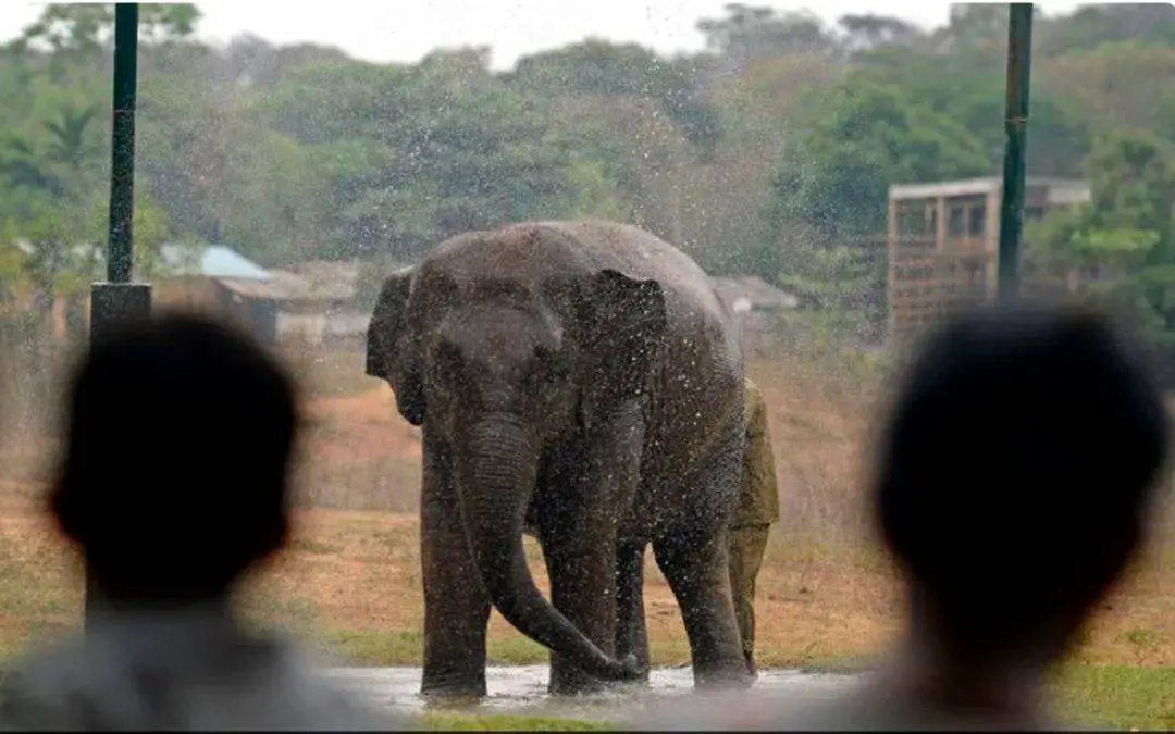 Elefante mató a mujer aplastándola y regresó a su funeral
