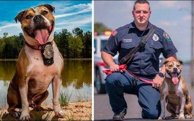 Perro rescatado de peleas callejeras ahora es héroe de bomberos