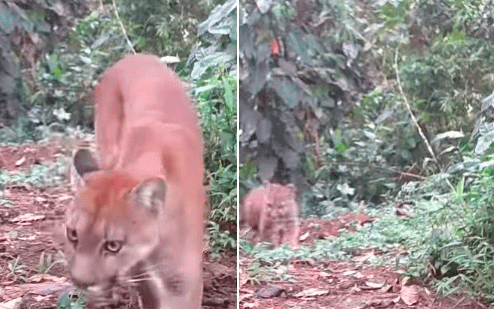 En video: espectacular avistamiento de un puma y su cría en Filandia