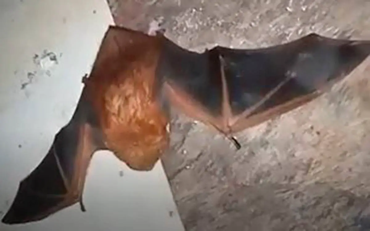 Murciélago de cola peluda se vio por primera vez en el Quindío