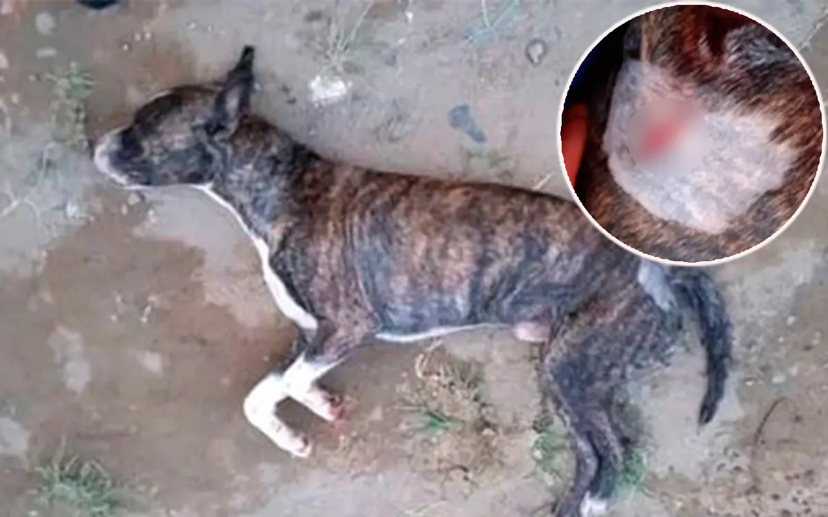 Mataron perrito en medio de riña en Quimbaya
