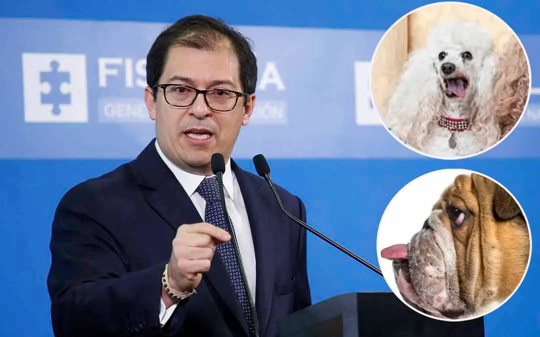 Las mascotas del fiscal Barbosa tienen escoltas y carro pagados con impuestos colombianos