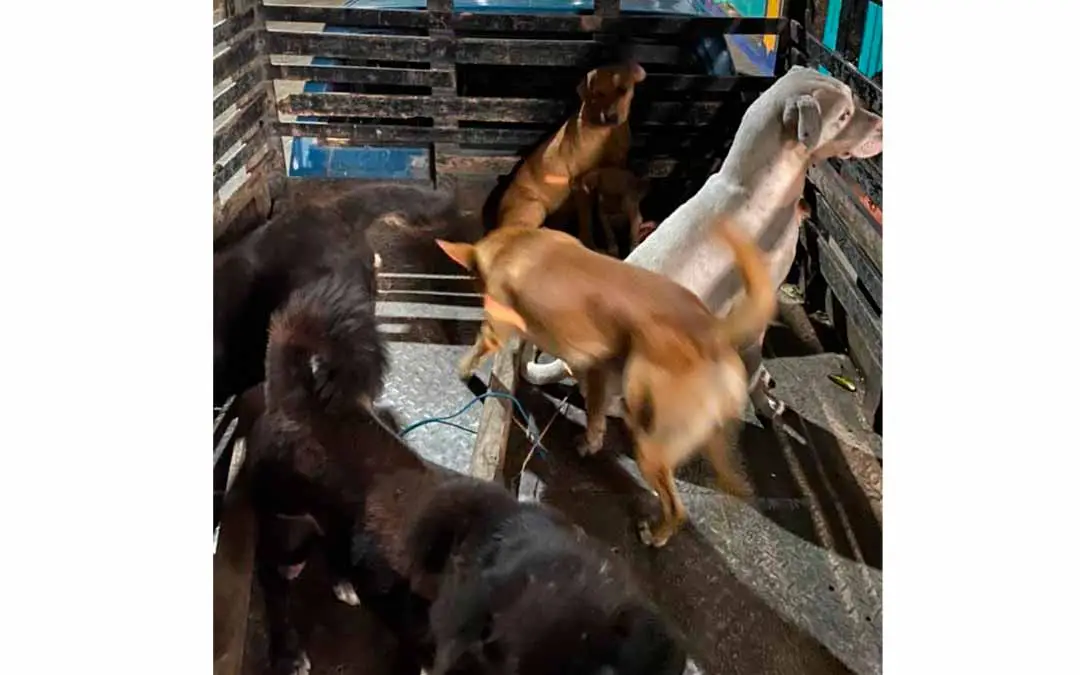 Veterinario de Quimbaya judicializado por sacrificar perros de calle para practicar cirugías