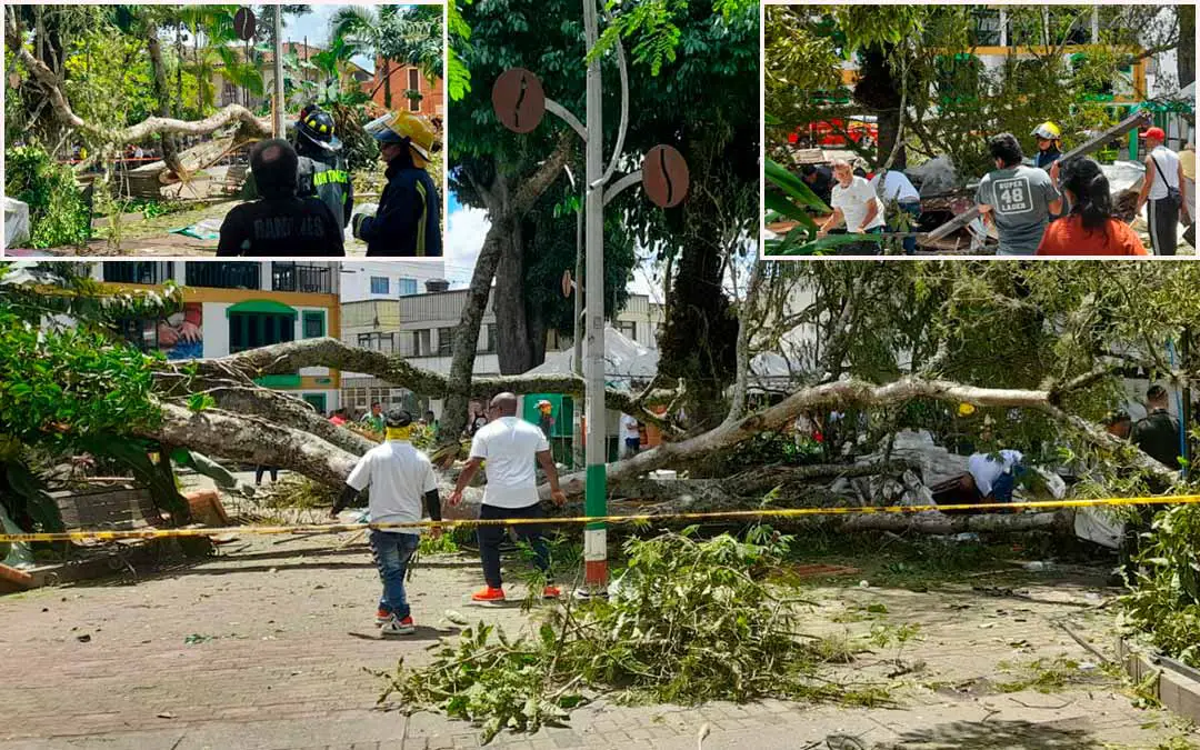 cayó árbol en Parque Bolívar de Montenegro