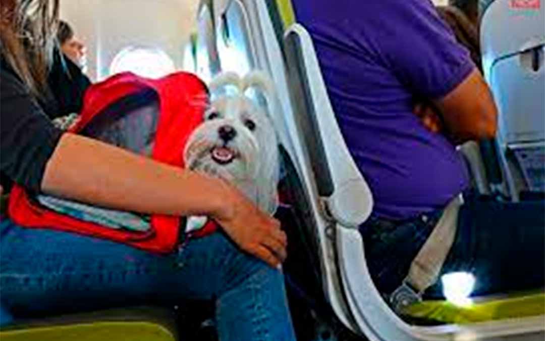 Avianca cambió reglas para transporte de mascotas