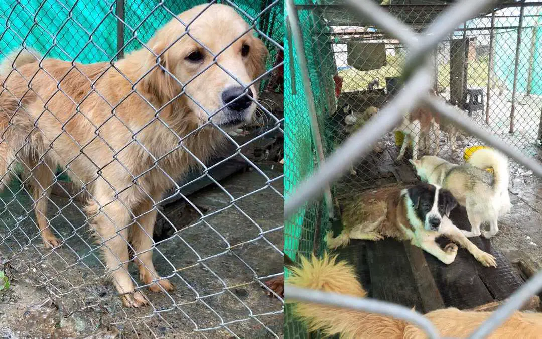 perros rescatados criadero clandestino Calarcá