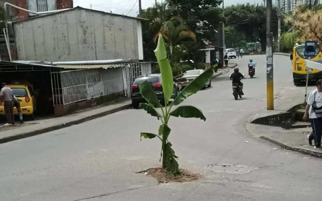 Sembraron mata de plátano en un hueco en La Patria