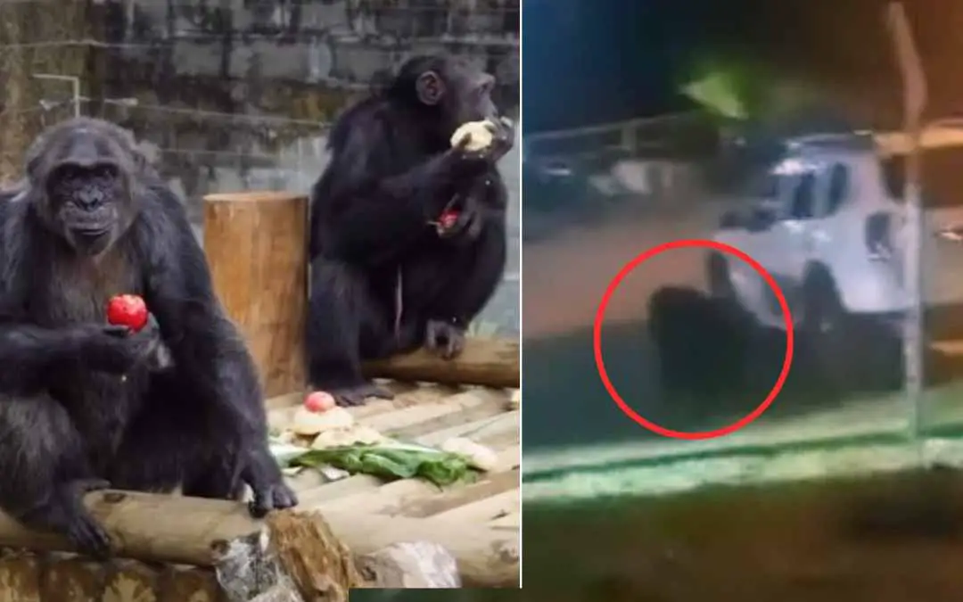 Mataron 2 chimpancés que se fugaron del Parque Ukumarí