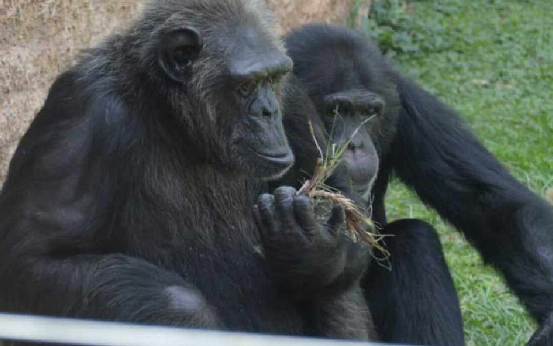 Ukumarí fuga de chimpancés premeditada