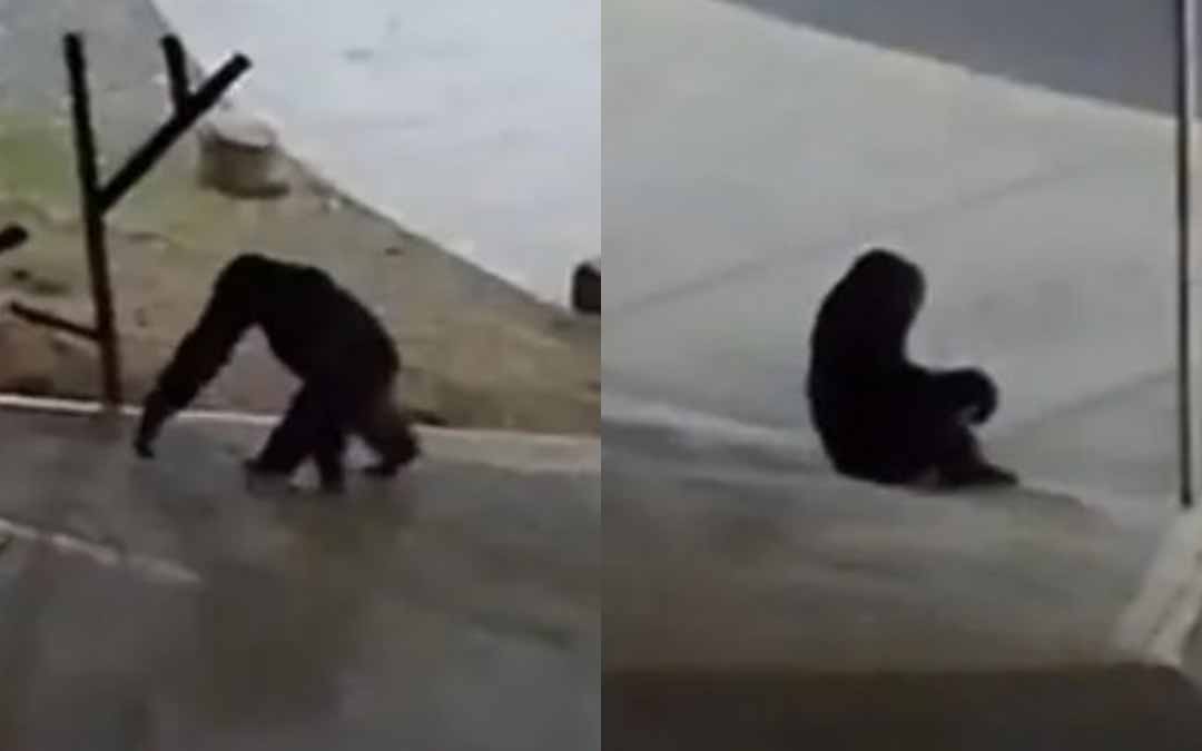 Video de momento en que matan a chimpancé