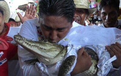 Votos de amor: Alcalde en México se casó con un caimán vestido de novia