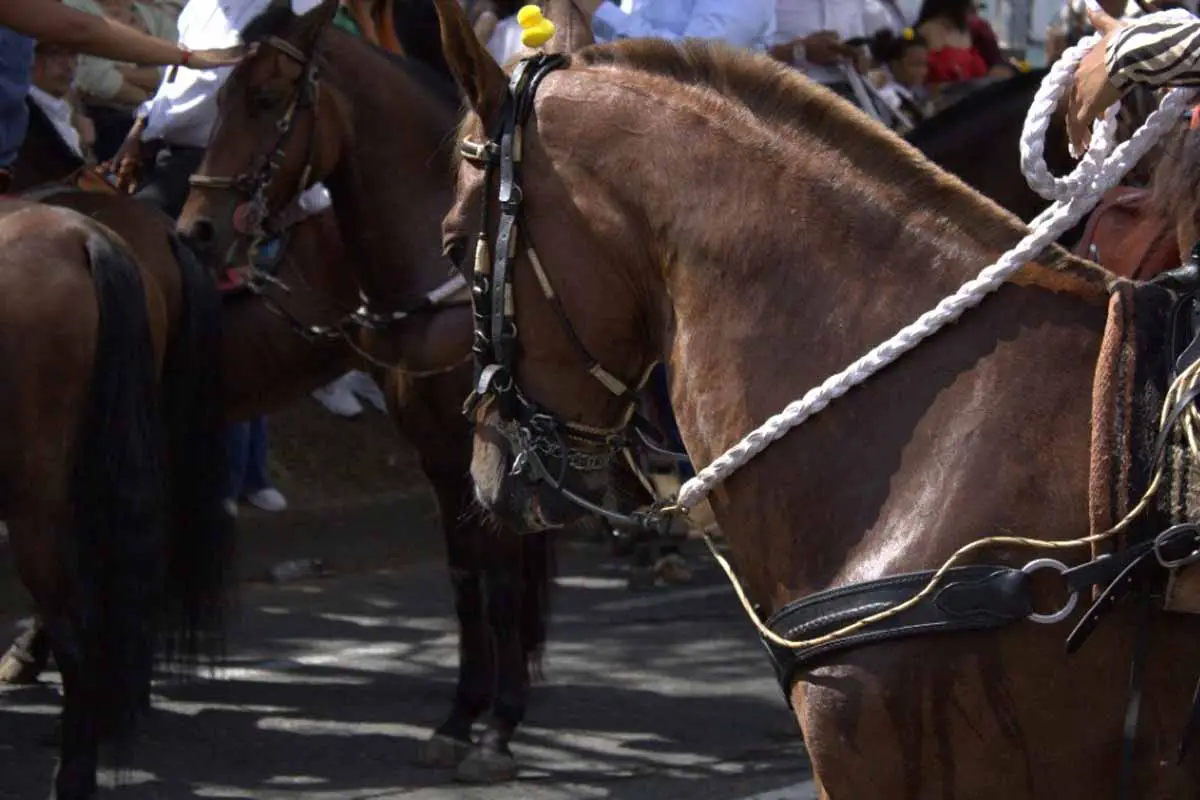 Muerte caballo cabalgata Feria de Manizales