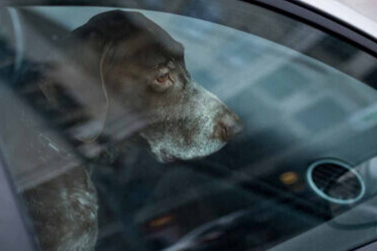 Multaron dueños perrito encerrado carro Armenia