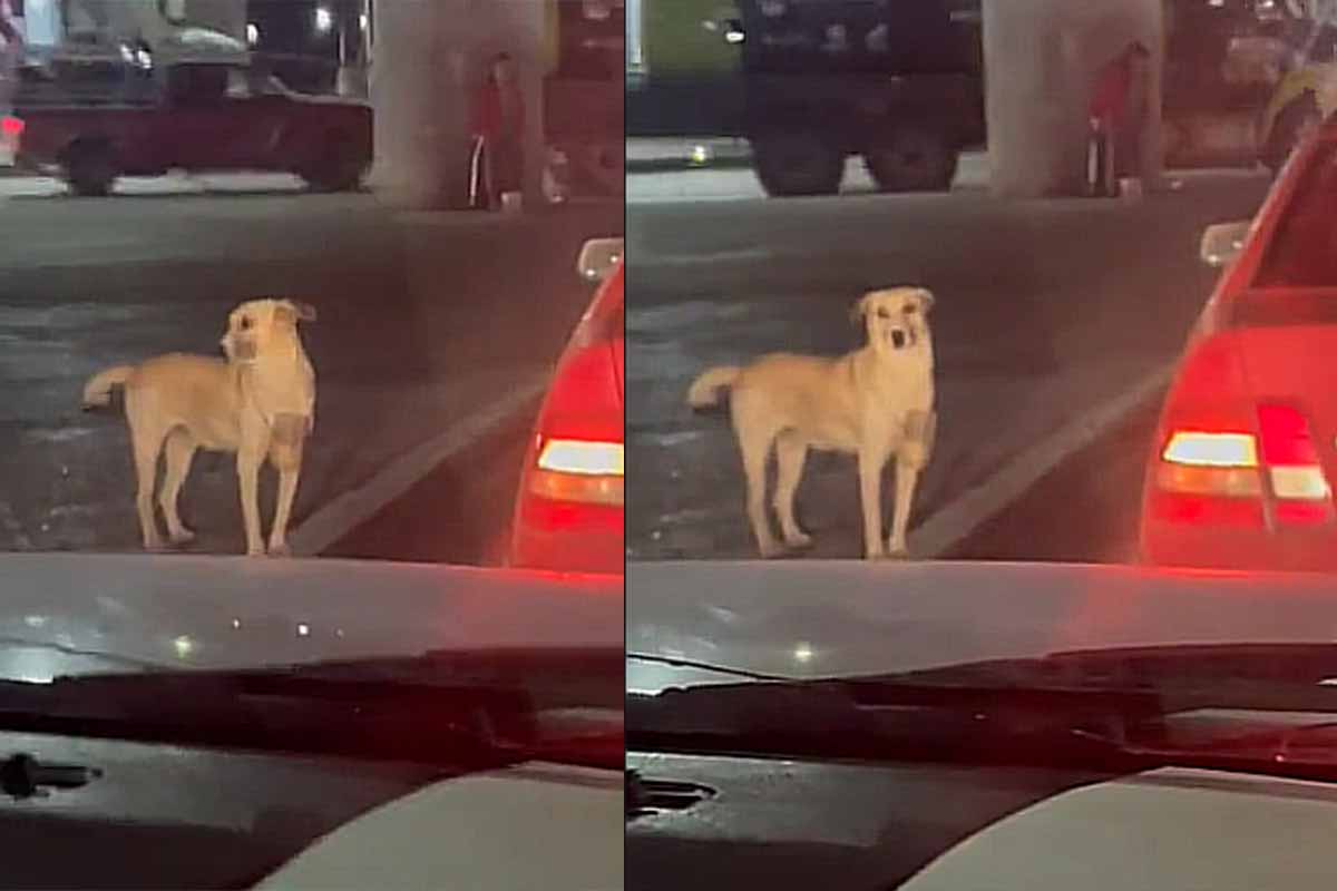 Perrito pide dinero en un semáforo