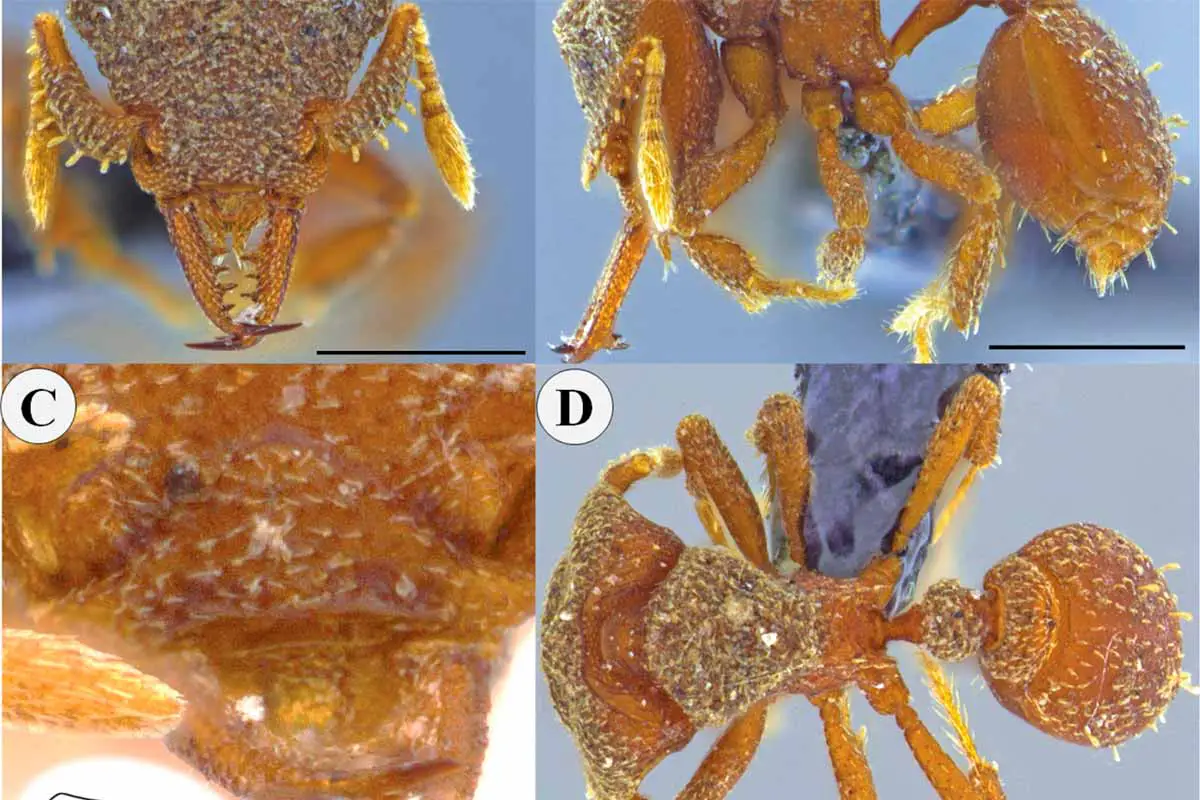Nueva especie de hormiga fue descubierta por biólogos de la Uniquindío