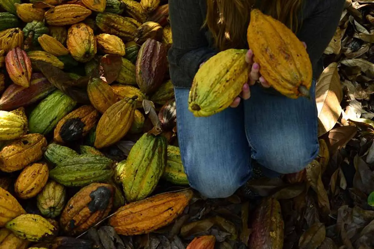 Quindío red Mundial destinos turísticos cacao
