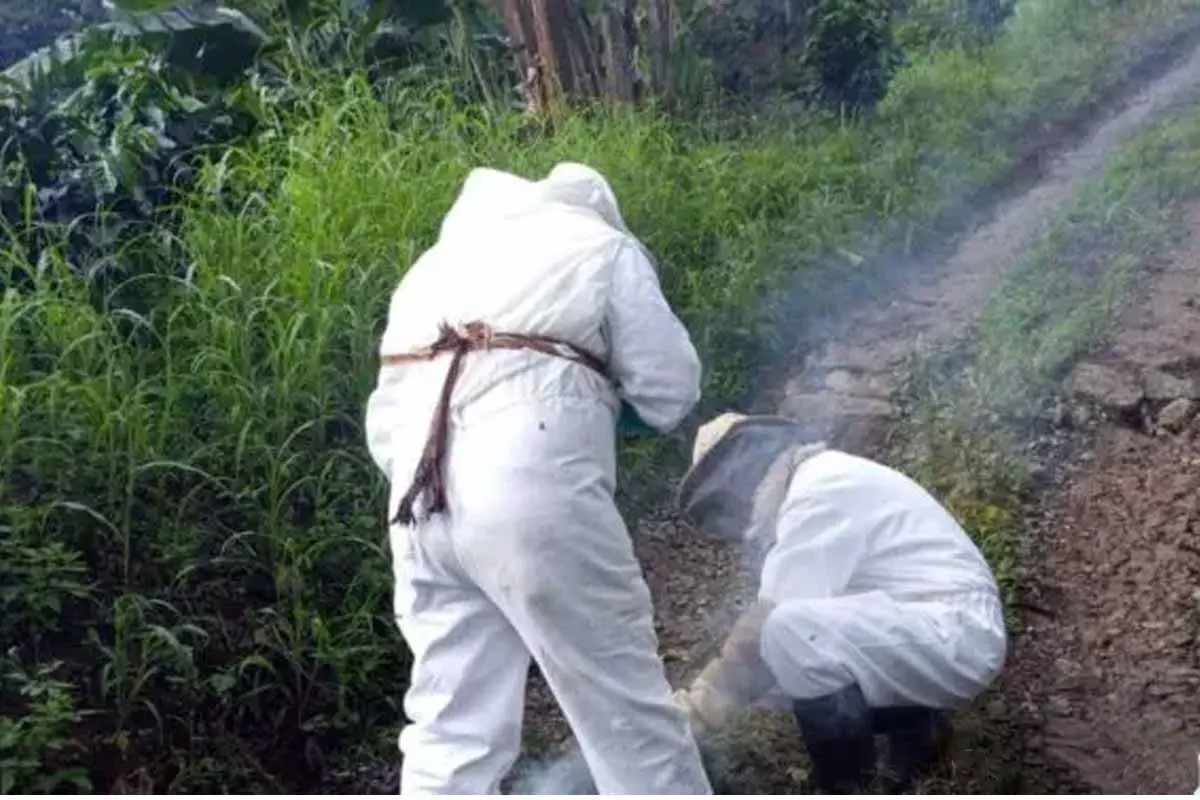 Murió segundo campesino ataque abejas africanizadas Calarcá
