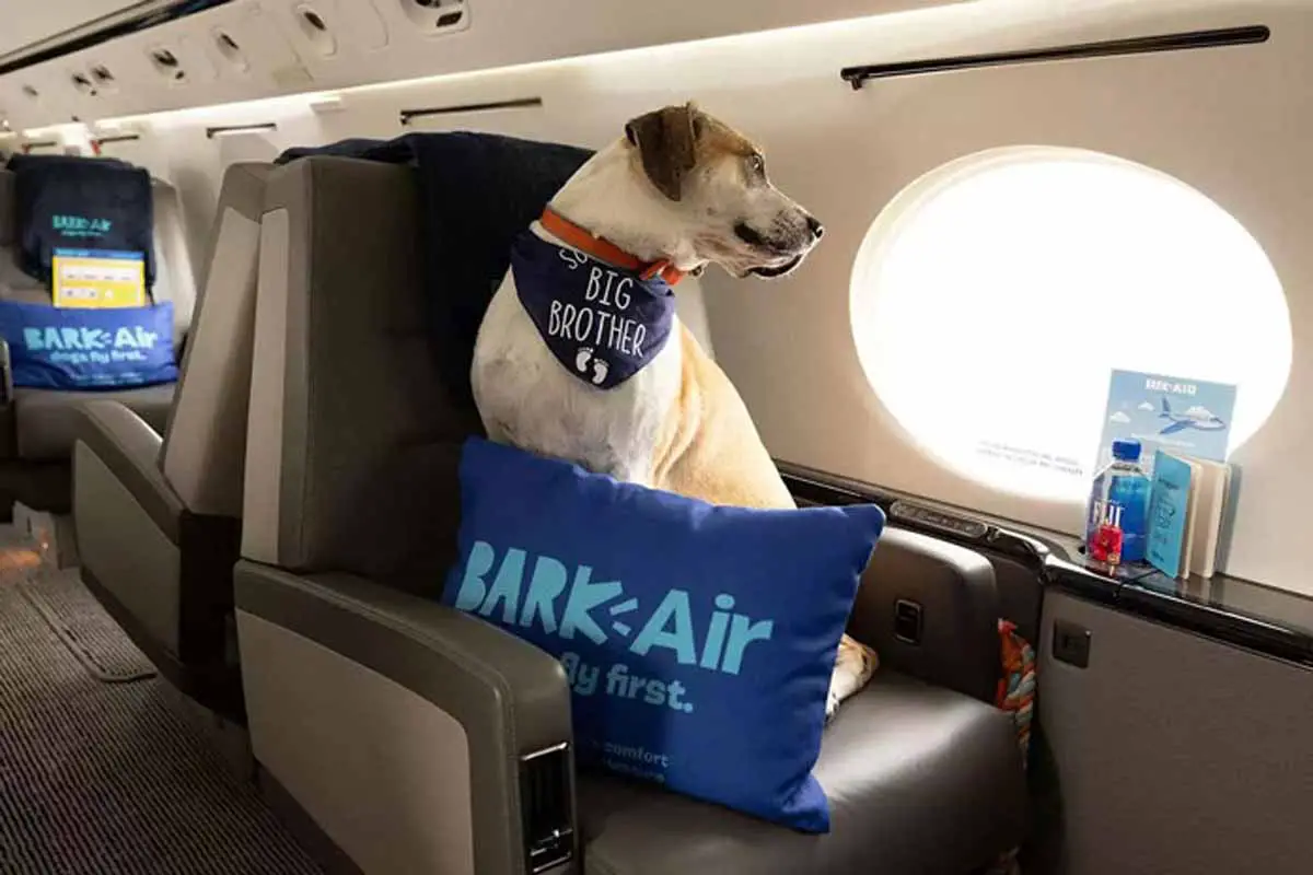 mascotas viajar en avión como pasajeros