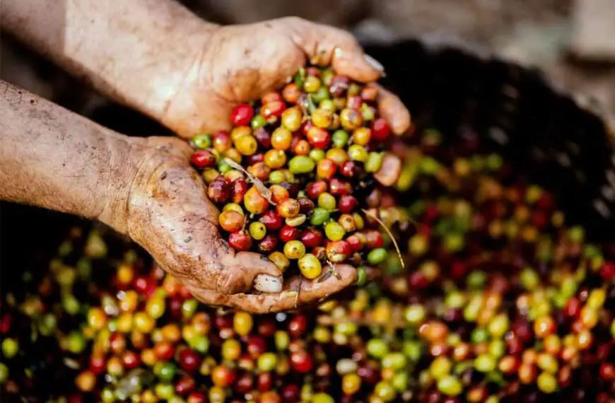 Exportaron café quindiano libre deforestación Unión Europea