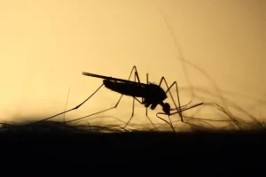 enfermedad transmitida por mosquitos