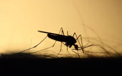 enfermedad transmitida por mosquitos