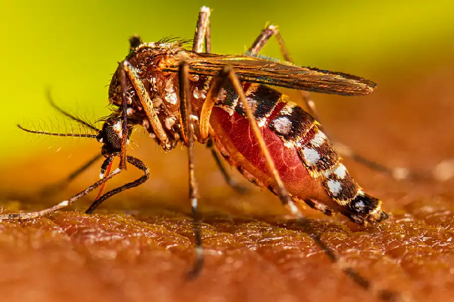 3 Personas muertas por dengue