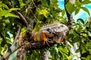 Especies silvestres han sido rescatadas